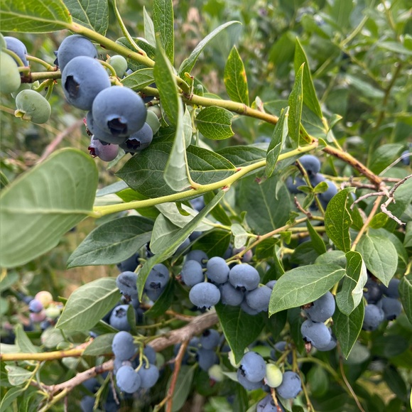 busterblueberry